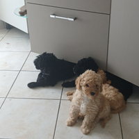 Cuccioli simili barboncino