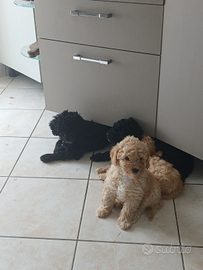 Cuccioli simili barboncino