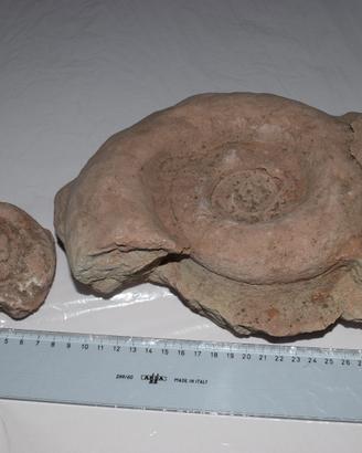 2pz Ammonite Fossile di marmo rosa Rosso Verona
