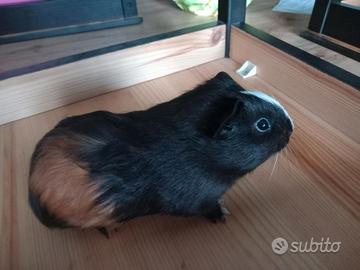 Cavia Peruviana