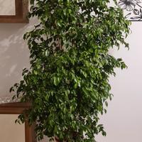ficus benjamin