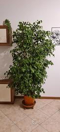 ficus benjamin