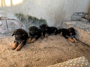 Cucciolo pastore tedesco