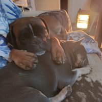 Cucciolo boxer fulvo