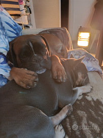 Cucciolo boxer fulvo