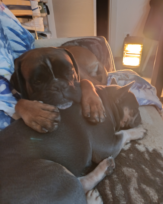 Cucciolo boxer fulvo