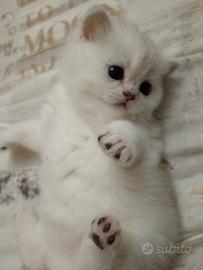 British shorthair silver shaded