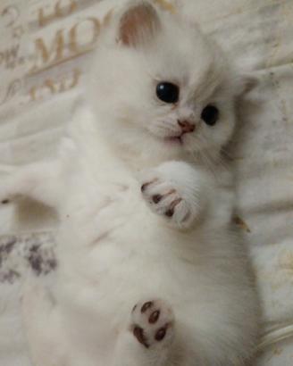British shorthair silver shaded