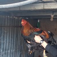 Gallo brahma perniciato