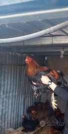 Gallo brahma perniciato