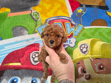 Barboncino mini toy red ultima femmina