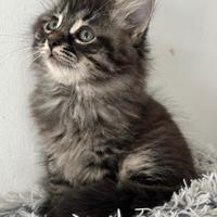 Ultima femmina pura razza gatto siberiano