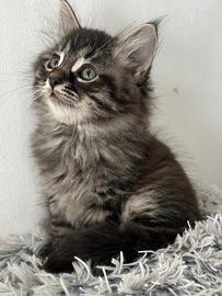 Ultima femmina pura razza gatto siberiano