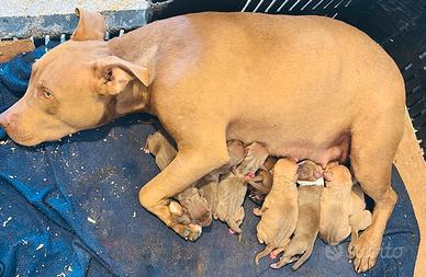 Cuccioli Pitbull Red Nose