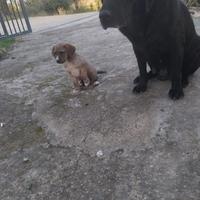 Cucciolo incrocio Labrador