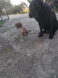 Cucciolo incrocio Labrador