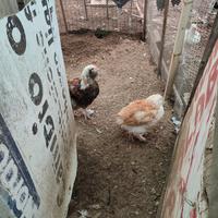Gallo e gallina Coppia faverolles di 4 mesi