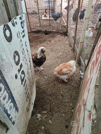 Gallo e gallina Coppia faverolles di 4 mesi