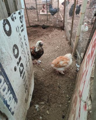 Gallo e gallina Coppia faverolles di 4 mesi