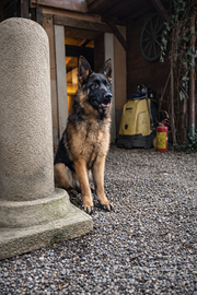 Cuccioloni di Pastore Tedesco