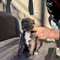 Cucciola Pitbull UKC terrier