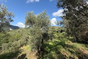 TER. AGRICOLO A ALBISOLA SUPERIORE