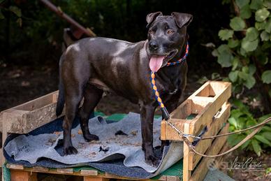 KIRO similpitbull di 5 anni