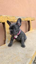Bulldog francese