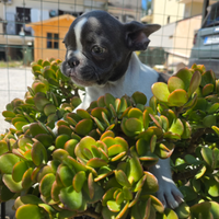 Bulldog francese