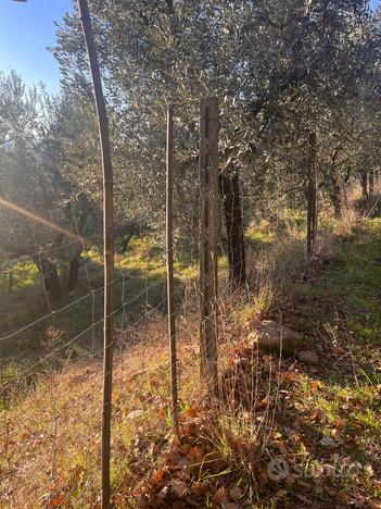 Terreno con oliveto e vigneto