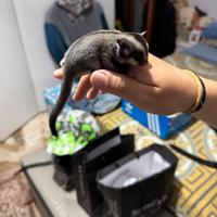 Petauri dello zucchero