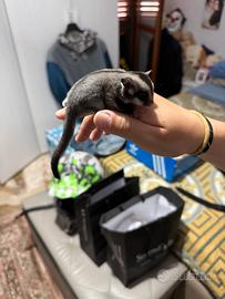 Petauri dello zucchero