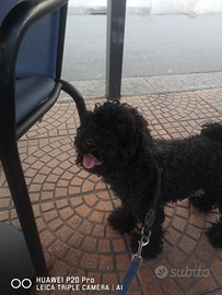 Giulio barboncino toy per monta