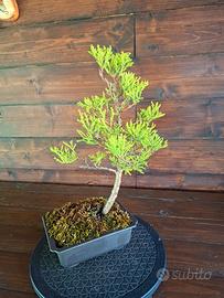 Bonsai di Cipress Lemon "Goldcrest"
