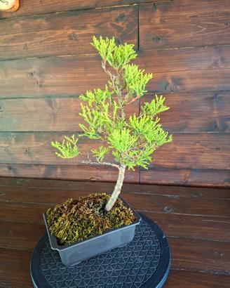 Bonsai di Cipress Lemon "Goldcrest"