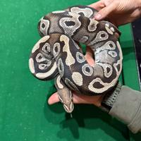 Pitone maschio adulto