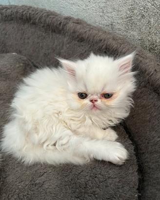 Cuccioli Gatto Persiano di pura razza