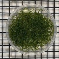 Alga Chaetomorpha per Refugium e Reattori ad Alghe