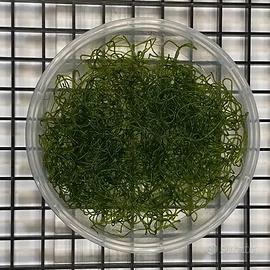 Alga Chaetomorpha per Refugium e Reattori ad Alghe