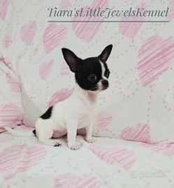 Cucciola Chihuahua Con Pedigree ENCI