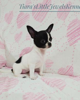 Cucciola Chihuahua Con Pedigree ENCI