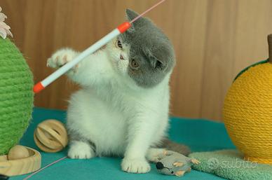 Cucciolo Blue e bianco di gatti Exotic Shorthair