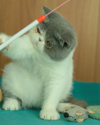 Cucciolo Blue e bianco di gatti Exotic Shorthair