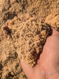 Segatura in legno di castagno