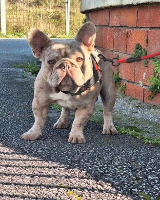 Stallone Isabella Merle per Monta Bulldog Francese