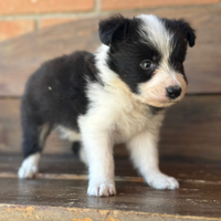 Border collie con pedigree enci