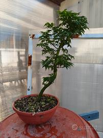 acero shishigashira pre bonsai 