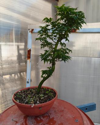 acero shishigashira pre bonsai 