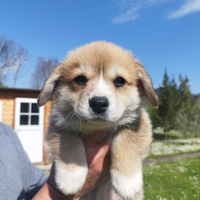 Disponibili cuccioli Welsh Corgi Pembroke