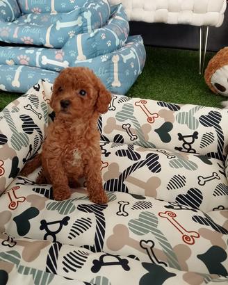 Cuccioli barboncini Toy MiniToy Red anche rate